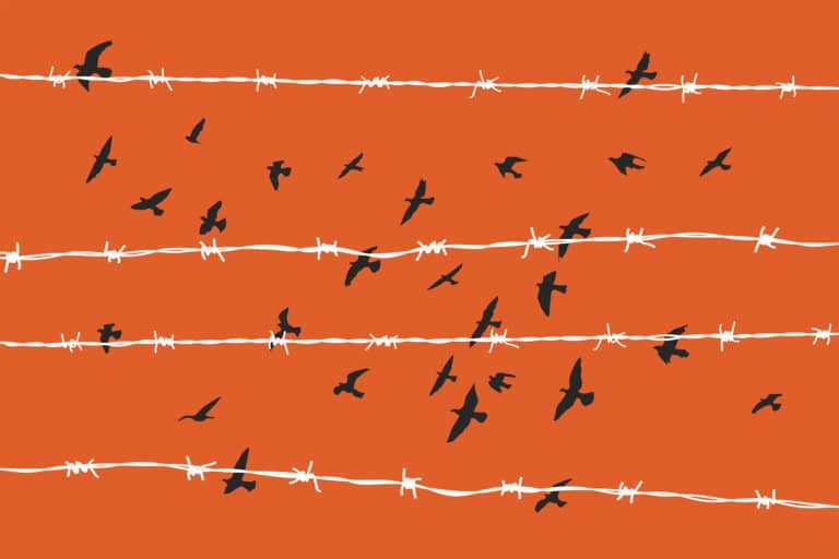 Graphic of birds fly behind barbed wire